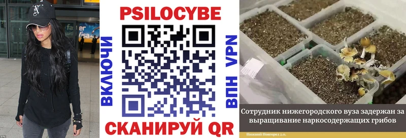 блэк спрут как зайти  Белокуриха  Псилоцибиновые грибы Psilocybine cubensis 